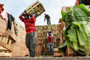 Haitianos también incursionan en el rubro agrícola de Osorno