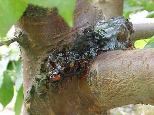 Proyecto busca herramientas para prevenir el cáncer bacteriano en huertos de cerezos