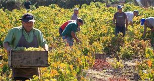 Viñateros repudian decisión de la FNE