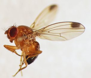 SAG toma medidas ante detección de foco de Drosophila suzukii en el sur Chile