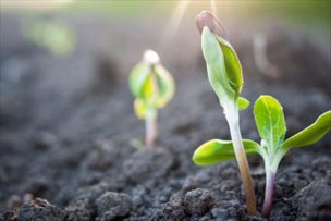 Premiarán a iniciativas creativas en torno a la innovación agraria