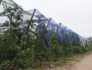 Prontas a salir al mercado se encuentran mallas para proteger manzanos desarrolladas en Chile