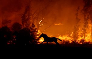Proyecto FAO-INDAP recuperó 443 emprendimientos de Maule y Biobío afectados por megaincendios de 2017