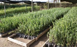 Recolectan semillas y las trasladan a viveros para recuperar bosques nativos en Maule y Biobío