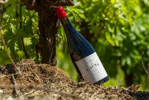 La nueva viña que nace en el Valle del Itata