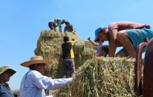 Productores de Empedrado reciben 120 toneladas de forraje enviado desde Ays