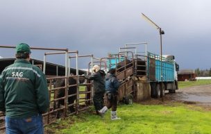 SAG Bío Bío despacha primer grupo de bovinos para carne HQB con destino a Suiza