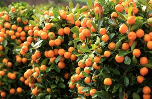 Temporal: Desde el Valle del Limarí ven con esperanza el resurgimiento frutícola de la región