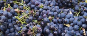 INIA elabora el vino más austral de Chile