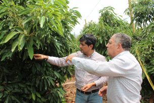 Consejo técnico: Herramientas y métodos para monitorear la humedad en el suelo en el palto