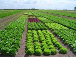 Injertos ayudarían a que tomates, pimientos y ajíes sean más tolerantes al cambio climático