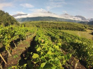 Villaseñor, la viña más austral se ubica en Puelo