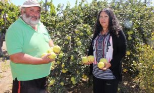 Matrimonio cambió la ciudad por el campo: Hoy cultivan membrillos, higos y olivos en Huasco