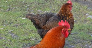 UdeC creó primer núcleo genético del país de gallina araucana