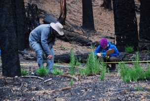 Chile fortalece su gestión en incendios forestales y restauración del paisaje