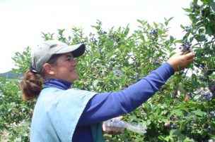 Universidad de Concepción abre inscripciones para Diploma en Producción de Berries