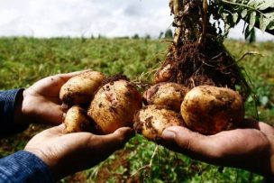 SAG establece cuarentena en predios de Chiloé