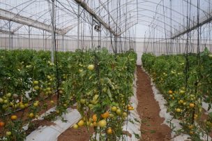 Instalan primer invernadero de alta tecnología en Chile Chico gracias a Plan de Zonas Extremas