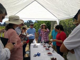 Buscando la cereza 