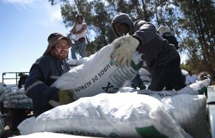 Minagri reparte 3 mil sacos de cubos de alfalfa para alimentar el ganado en O’Higgins