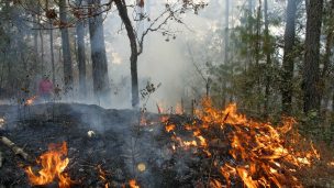 Se duplica área quemada de firmas forestales: despliegan 2.240 trabajadores y 35 aeronaves