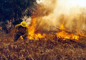 Hectáreas quemadas por incendios forestales en últimos 50 años supera superficie de la RM