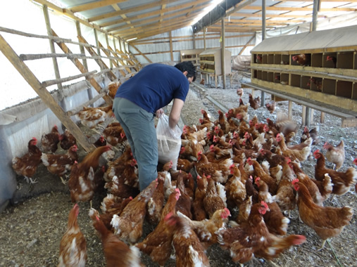 Producción de huevos free range: alternativa sustentable con comercio justo