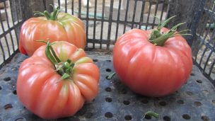 Margarita Contreras, la campesina que inició el rescate del tomate rosado en el Maule