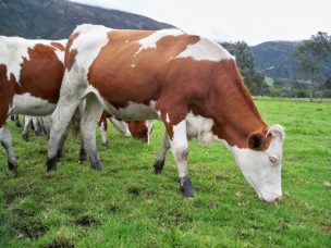 Primera exportación de razas lecheras Montbeliarde y Overo Colorado a China