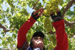 Sale primer embarque de uvas de mesa de Atacama rumbo a Estados Unidos