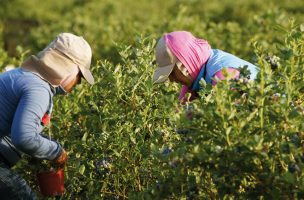 Empresarios de berries mejoran producción con proyecto Sercotec