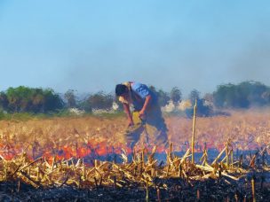 Científicos buscan erradicar las quemas agrícolas en la Región de O´Higgins