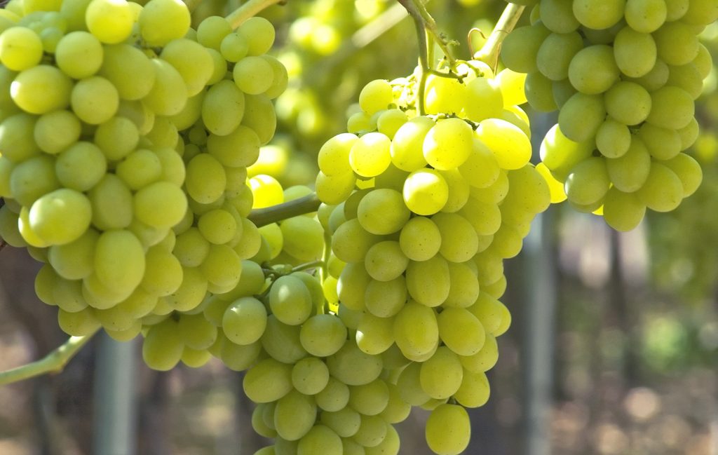 Chile: “La uva blanca será la reina del mercado”