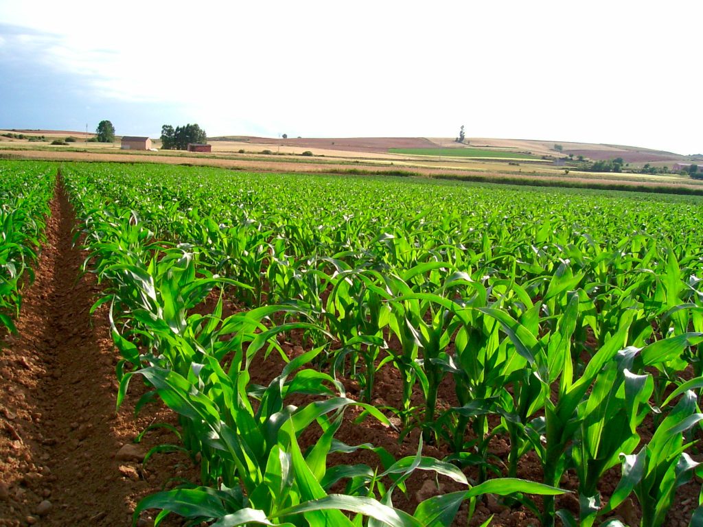 ¿Sabe cuánto cuesta contratar un Seguro Agrícola en Arica?
