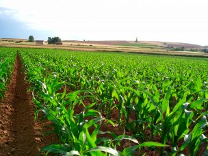 ¿Sabe cuánto cuesta contratar un Seguro Agrícola en Arica?