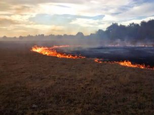 Conaf prohíbe uso del fuego para eliminar desechos silvoagropecuarios en Los Ríos