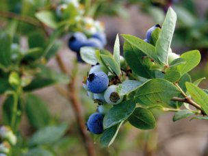 Aumentan los despachos de arándanos chilenos con un adelanto en su temporada