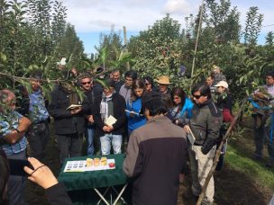 Científicos trabajan en crear la primera manzana 100% chilena