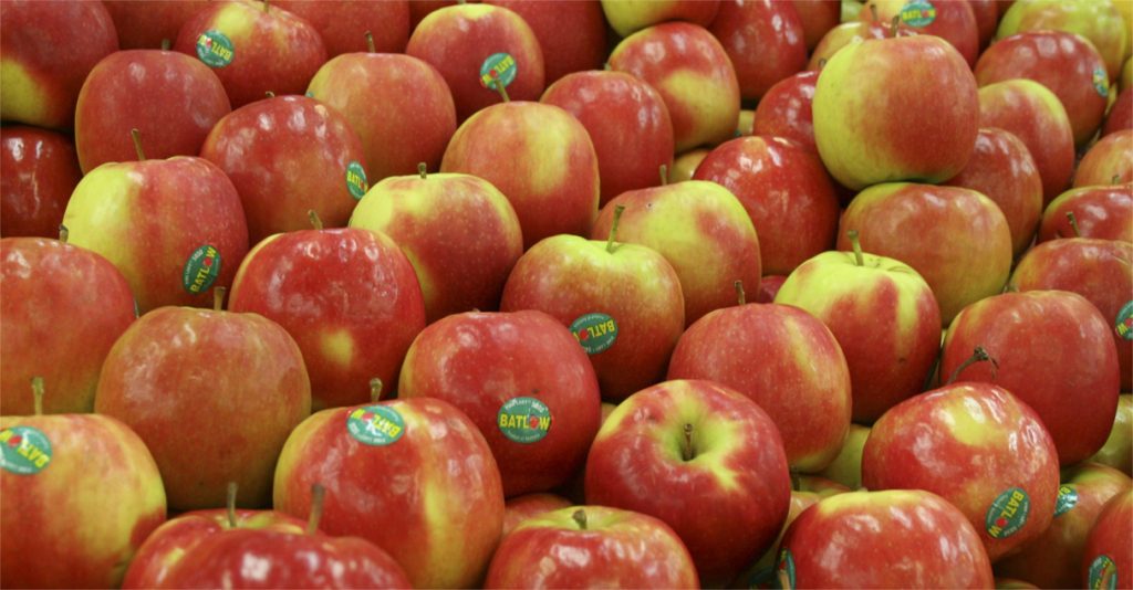 UTALCA desarrolla sistema de predicción a enfermedad que afecta manzanas de exportación