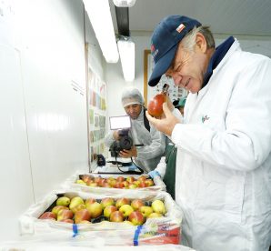 Nueva tecnología impulsada por INIA La Platina busca extender vida útil de frutas para consumo interno y exportaciones