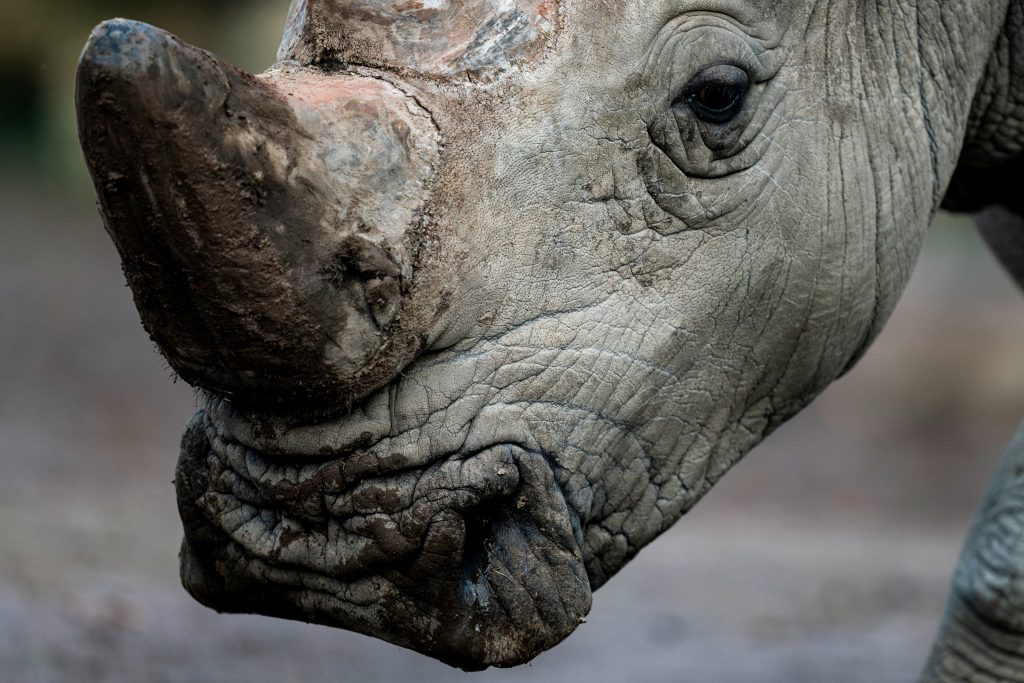 El rinoceronte “más viejo del mundo” muere en Tanzania a los 57 años