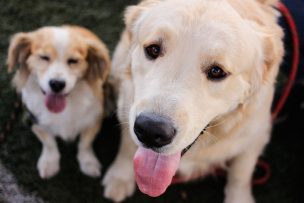 Especialistas entregan recomendaciones para mascotas por fiestas de Año Nuevo