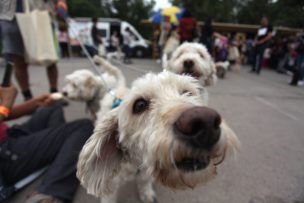 Viña del Mar iniciará proceso para esterilizar a 5 mil mascotas