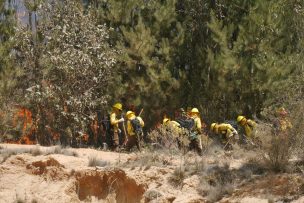 Onemi reporta ocho incendios forestales activos a nivel nacional