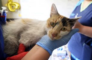 Habilitan centro de atención primaria para mascotas heridas en Valparaíso