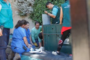 Puma rescatado de un árbol en Lo Barnechea en enero apareció muerto en Til Til