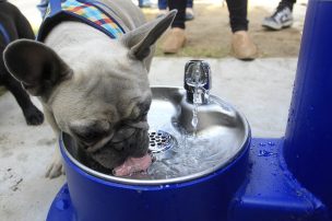 Seremi de Salud advierte que las mascotas también sufren con la ola de calor