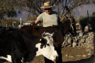 Comunidades mapuche recibirán 600 cabezas de ganado afectadas por sequía