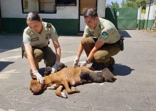 Carabineros salvó a perrita y cachorros de morir de hambre en La Reina