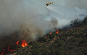 Conaf combate 25 incendios forestales a nivel nacional, el más grave en Coltauco